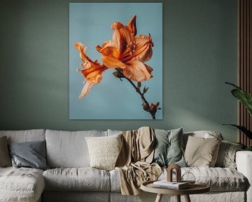 Orange flower (lily) against a light blue background