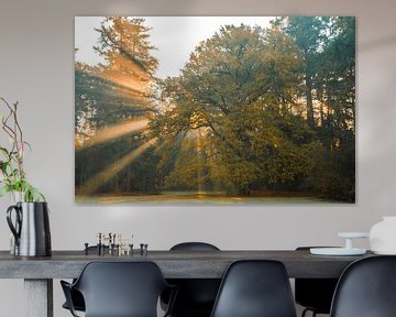 Magical Tree With Sunbeams In The Morning Misty crown domains the loo apeldoorn by Patrick Oosterman