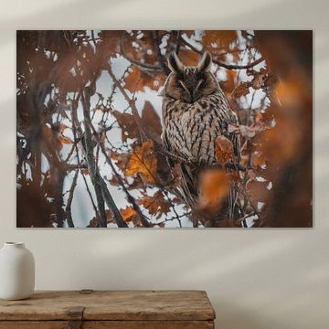 Hibou moyen-duc dans un arbre.