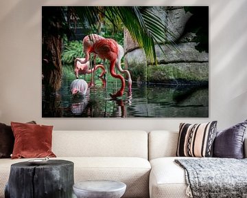 Flamingo’s