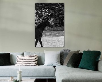 Paard Schaduwspel Elegante Contouren van Femke Ketelaar