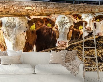 Cows in the barn by Dieter Walther