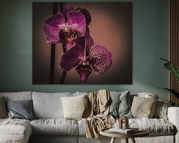 Orchidées sur Robby's fotografie