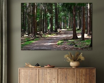 Un chemin forestier pour faire du walking en forêt sur Ingo Laue