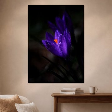 Violetter Krokus mit Tautropfen. von Justin Sinner Photography (Fotograf auf Texel)