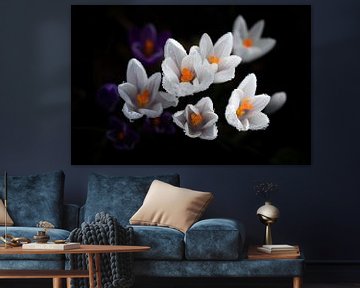 Crocuses with dewdrops. by Justin Sinner Pictures ( Fotograaf op Texel)