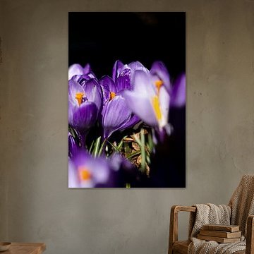 Crocus au soleil 3