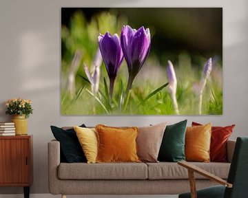 The beauty of the variegated crocus by Robby's fotografie