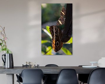 Smullen van een gefermenteerde banaan van Daniëlle Langelaar Photography