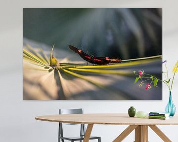 Vlinder op een groot blad van Daniëlle Langelaar Photography