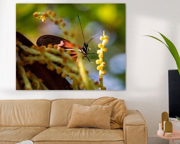 Prachtige kleurrijke vlinder verstopt van Daniëlle Langelaar Photography