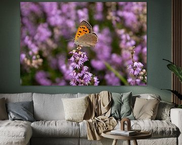 Schmetterling auf einer Blume ruhend