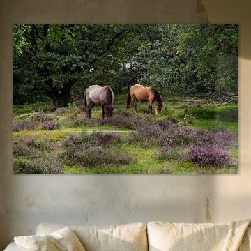 Paarden grazend op de heide