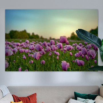 Pavot endormi devant le ciel du soir