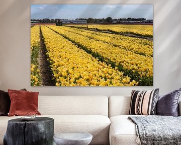 Geel tulpenveld van Yanuschka Fotografie | Noordwijk