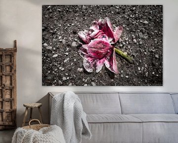 verwelkde tulp Nederland