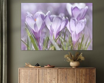 Crocuses by Violetta Honkisz