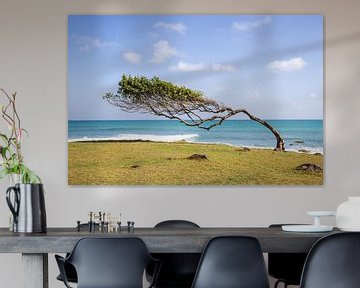 Pointe Allègre, trees in the wind, Guadeloupe by Fotos by Jan Wehnert