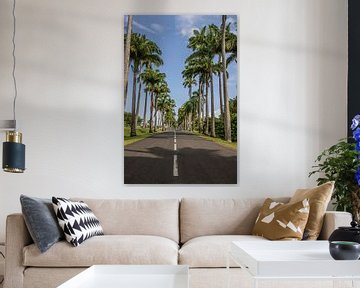 l'Allée Dumanoir, avenue of palm trees in the Caribbean on Guadeloupe