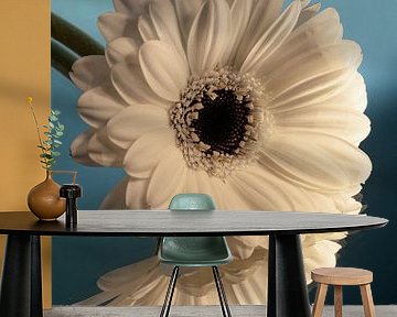 Warm licht valt op een witte Gerbera met blauwe achtergrond met kleurverloop van Marjolijn van den Berg