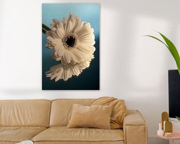 Warm licht valt op een witte Gerbera met blauwe achtergrond met kleurverloop van Marjolijn van den Berg