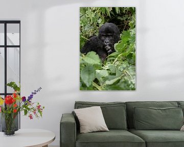 Berggorilla in Oeganda van Denise Captures