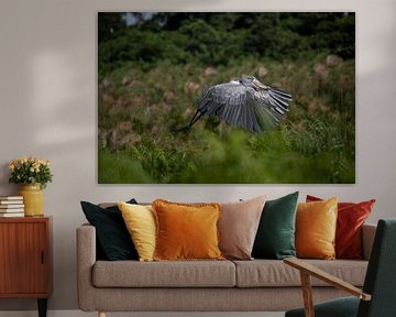 Le bec-en-sabot ou la cigogne à bec-en-sabot