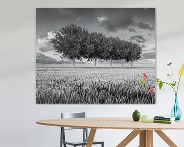 Trees lined up in the Johannes Kerkhovenpolder in the province of Groningen in Black and White by Marga Vroom