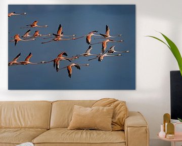 Caribbean Flamingo's by Lex van Doorn