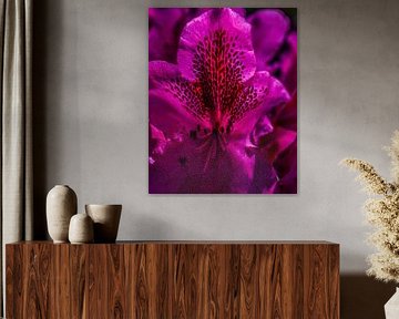 Rhododendron Marcel Menard