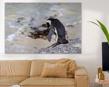 Wilder Pinguin am Strand von Robin Mulders