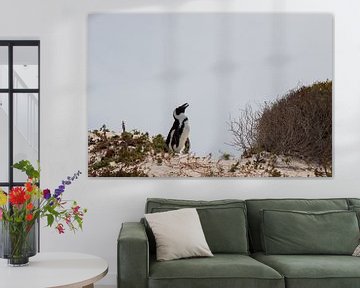 South African penguin in the dunes by Robin Mulders