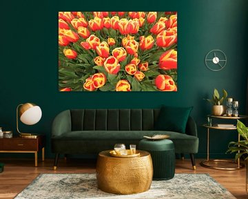 Red and Yellow tulips van Marcel van Rijn