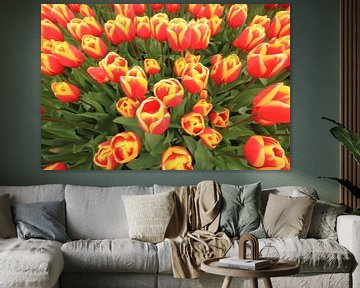 Red and Yellow tulips van Marcel van Rijn