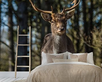 Fallow deer in forest by Ilya Korzelius