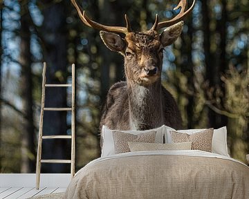 Damhirsch im Wald von Ilya Korzelius