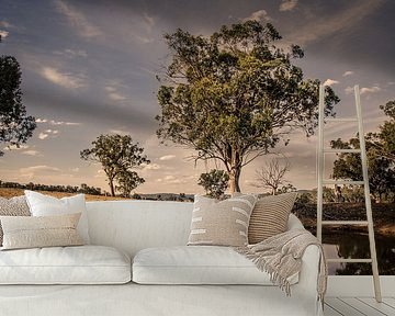 Boerenland Eucalyptus