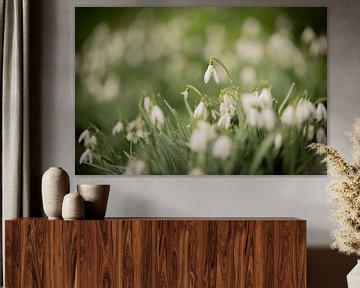 Snowdrops in bloom, and this one stood out beautifully! by Wendy de Jong