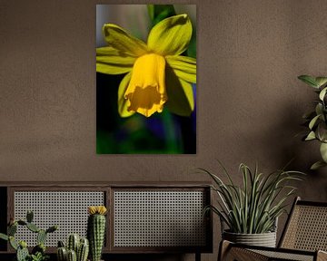 Een bloem van een narcis in de zon van Gerard de Zwaan