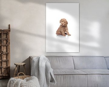 chiot labradoodle sur fond blanc sur Ellen Van Loon