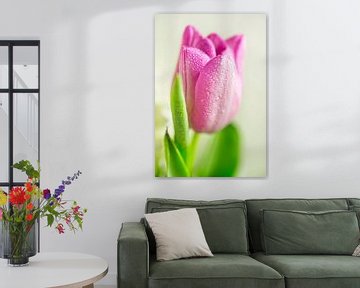 Roze tulp met waterdruppels van Iris Holzer Richardson