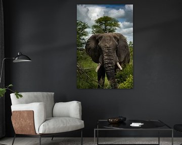 Elephant in South Africa's Kruger park by Paula Romein