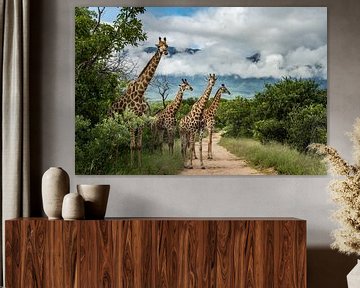 Giraffen in Hoedspruit van Paula Romein