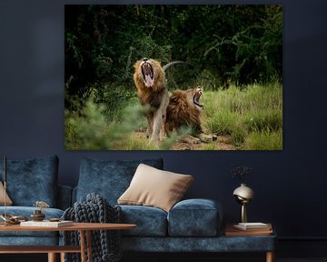gähnende Löwen in Südafrika von Paula Romein