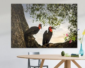 Southern ground hornbill in Kruger National Park, Zuid-Afrika