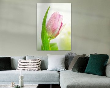 Roze tulp met waterdruppels II Macro van Iris Holzer Richardson