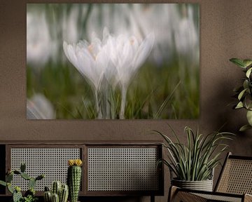 Crocus blanc avec double exposition. sur Janny Beimers