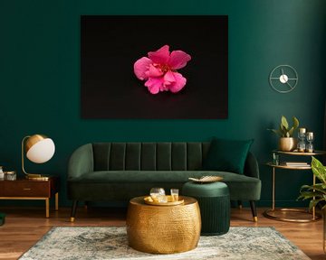 Roze bloem zwarte achtergrond van Ann Motet