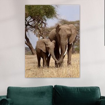 Olifanten van Roos Vogelzang