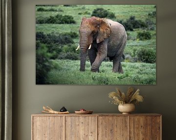Un grand éléphant mâle se promène dans les collines du parc national Addo Elephant.